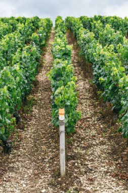 Üzüm büyür satır alanında, Fransa, Chablis şarap bölgesi