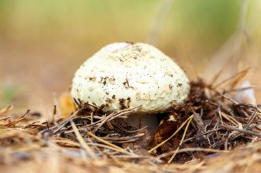 zehirli mantar ormandaki bir beyaz şapka soluk mantarı ile iğne altında büyür