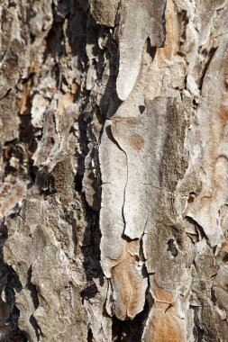 Ağaç kabuğu yakın çekim. açıkça görünür kırık doku Bar