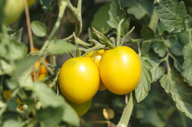 sarı domates yeşil yapraklar arasında dal. Sebze farmin