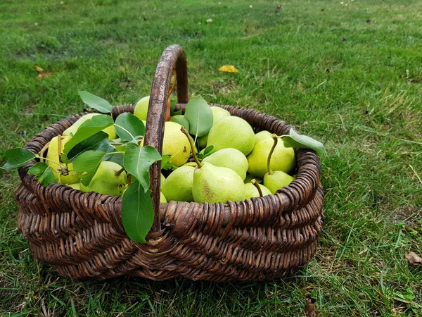 Crop Ripe Organic Pears Grass Basket Place Tex — Stock Photo, Image