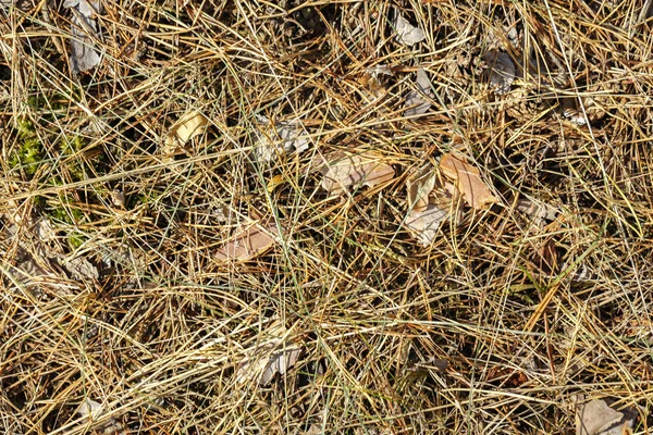 Βελόνες Πεύκων Στο Έδαφος Δάσος Φόντο Θέση Για Tex — Φωτογραφία Αρχείου