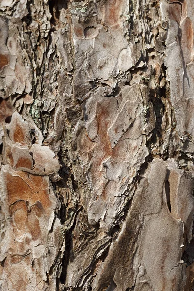 クローズ アップ松の樹皮 木質の皮の質感は明らかに Visibl — ストック写真