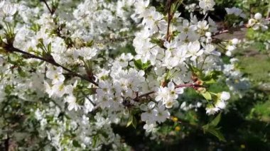 Bahçede kiraz çiçekleri