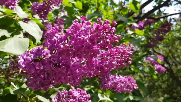 Season flowering lilac — Stock Video