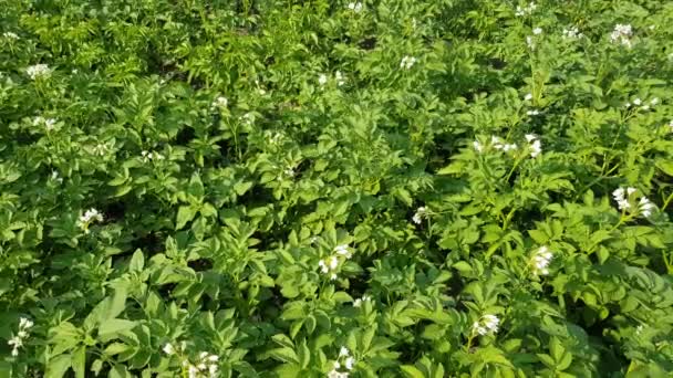 Potatis buskar blommar — Stockvideo