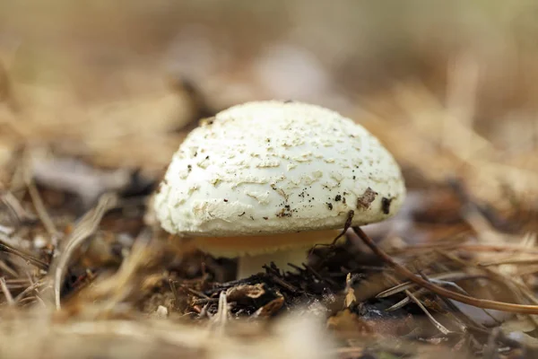 poisonous mushroom with a white hat pale toadstool in the forest, grows under the needle