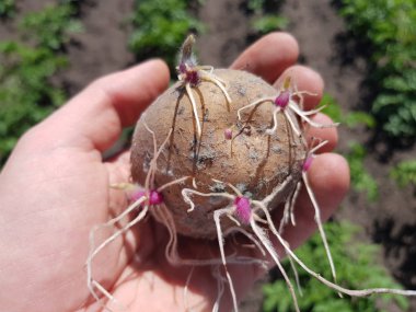 yeşil yatak çerçevede bir çiftçinin bir adamın elinde filizlenmiş patates