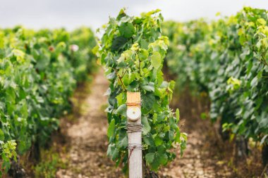 Fransa, büyüyen üzüm asma özel sensörlerimizde şartları yüklenir, Fransa'da şarap yapımı