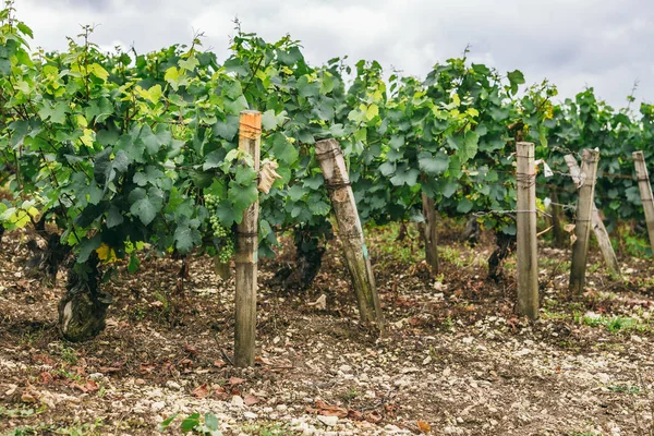 Many Grape Grow Field Neat Rows Grapes Tied Winemaking France — Stock Photo, Image
