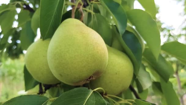 Green pears ripen on a branch — Stock Video