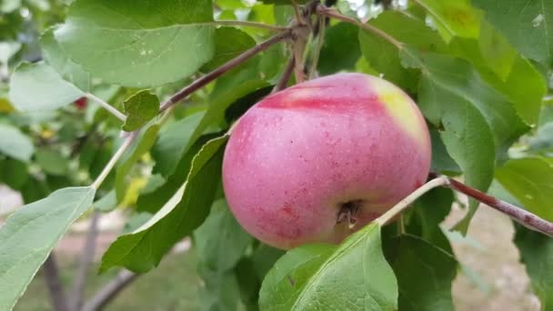 Roter Apfel auf einem Zweig — Stockvideo