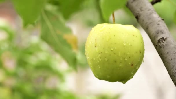 Зелене яблуко на гілці — стокове відео