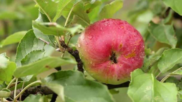 Яблуко на гілці крупним планом — стокове відео