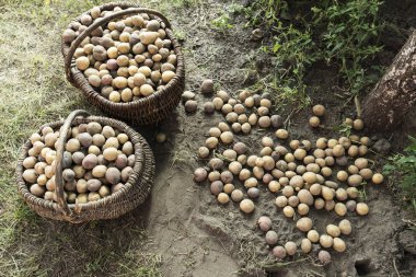 kazdık kirli sepetler içinde yere patatesler. Sonbahar harvestin