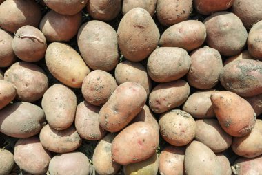 kirli patates zeminde mayınları kazdık. Sonbahar harvestin