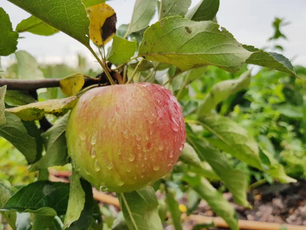 Jedno Zralé Jablko Visí Větvi Mezi Zelené Listoví Kapky Čerstvé — Stock fotografie