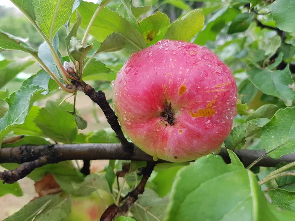 Una Manzana Madura Cuelga Una Rama Entre Follaje Verde Las — Foto de Stock