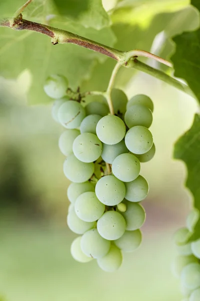 Een Heleboel Groene Druiven Groeit Een Tak Onder Het Loof — Stockfoto