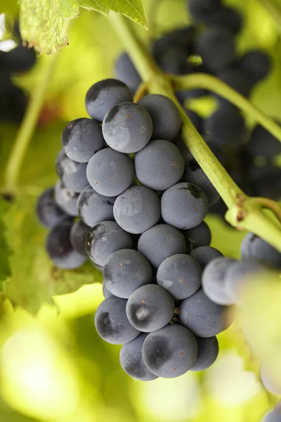 Racimo Uvas Azules Crece Una Rama Entre Follaje Empresas Vinícolas — Foto de Stock