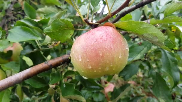 Uma maçã amadurece em um ramo — Vídeo de Stock
