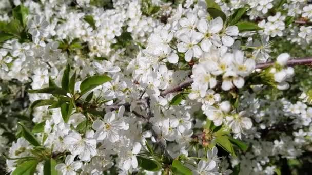 Körsbär blommar med vita blommor — Stockvideo