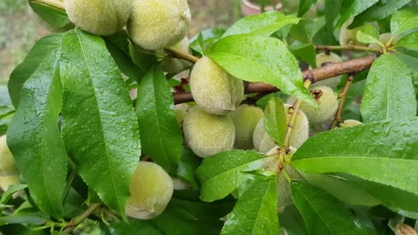 Peaches grow on a tree — Stock Video