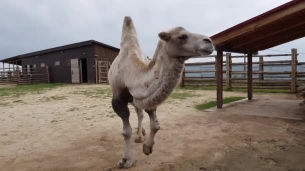 Camelo de duas corcundas no zoológico — Vídeo de Stock