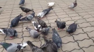 güvercinler meydanda gagalamayı