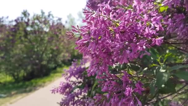 Lila bush blommar — Stockvideo
