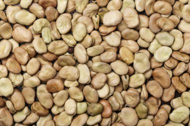 Kuru bakla bir arka plan gibi dağılmış. tex için alan