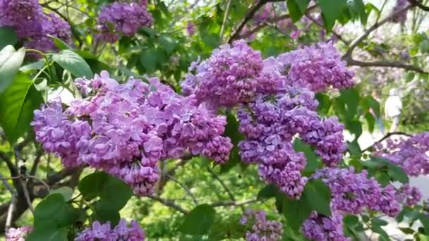 Цветущий лиловый куст — стоковое видео