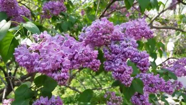 buisson à fleurs lilas 