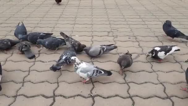 Mnoho holubů klování semena na náměstí — Stock video
