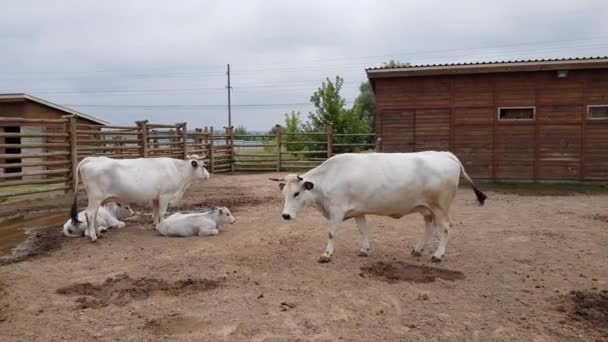 Белые коровы в зоопарке — стоковое видео