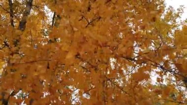 Ağaçtaki sarı yapraklar