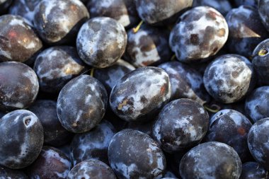 olgun erik arka plan olarak dağılmış. yakın çekim. tex için alan