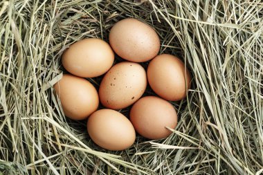 saman içinde çiğ tavuk yumurtası. yakın çekim. metin için yer. rustik loo