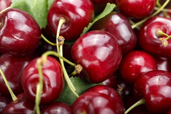 kırmızı tatlı kiraz arka plan olarak dağılmış. yakın çekim. tex için alan