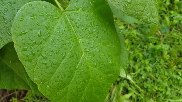 Dew on close-up leaves — Stock Video