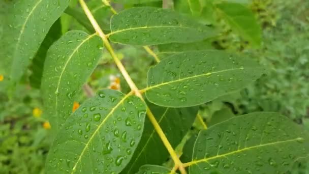 Зелене листя волоського горіха в росі — стокове відео