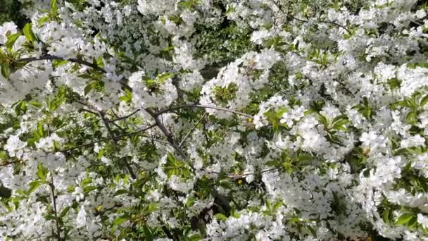 Primavera fiore di ciliegio — Video Stock