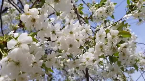 Floresce a árvore frutífera — Vídeo de Stock