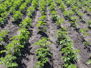 patates bahçesinde veya çiftlikte Yataklı. patates chernozem içinde büyümek. taze temiz bushe