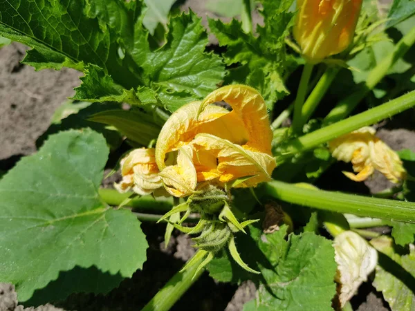 Garten Wächst Ein Kürbisstrauch Mit Blüten Gemüseanbau — Stockfoto