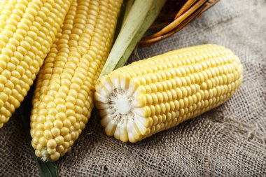 masada sepette Mısır. rustik adam