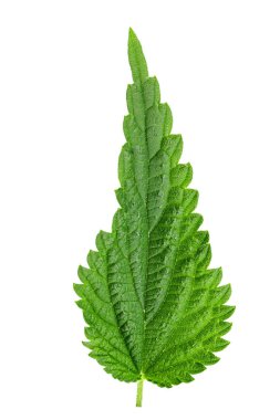 Beyaz arka plan üzerinde izole ısırgan yaprağı. yaprak dokusu açıkça görülmeye başlıyor. tıbbi bitki