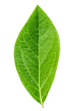 Beyaz arka plan üzerinde izole bir yaban mersini yaprağı. kırpma pat