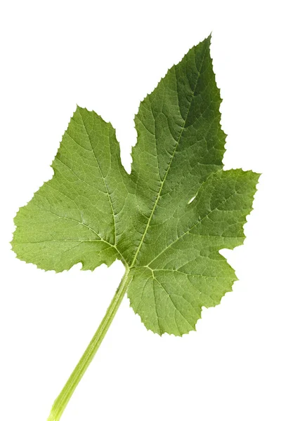 Blatt Zucchini Isoliert Auf Weißem Hintergrund Streicheleinheiten — Stockfoto