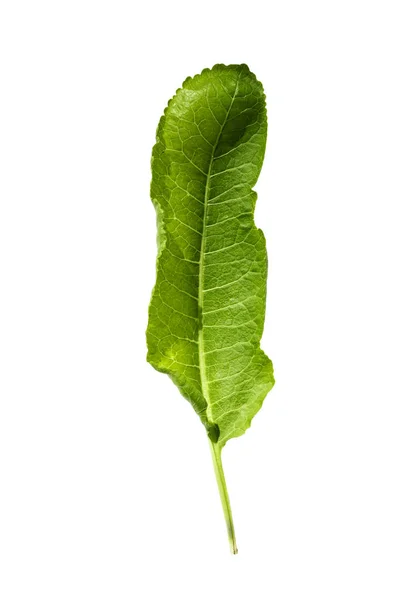 Zielony Chrzan Liść Białym Tle Arkusz Tekstury Nierówne Krawędzie Wyraźnie — Zdjęcie stockowe